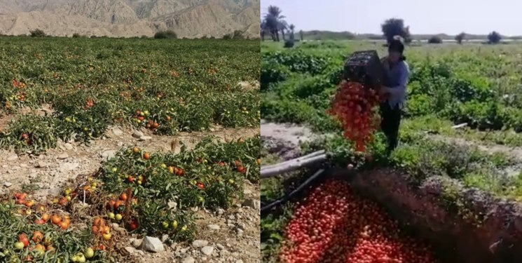 نبض قطب تولید گوجه کشور در دست دلالان+عکس