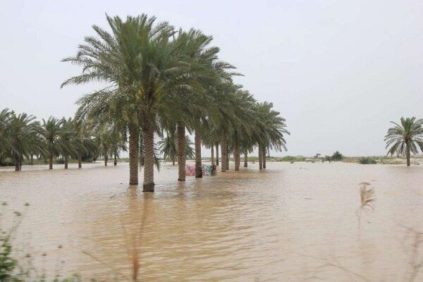 استاندار بوشهر: جبران خسارت ناشی از بارندگی اخیر نخلداران ضروری است