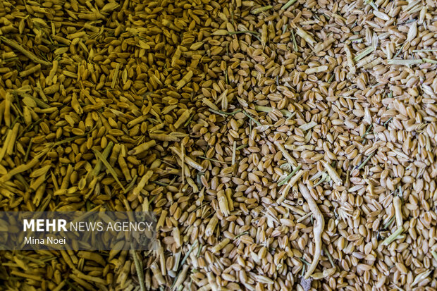 کمبود گندم در استان بوشهر نخواهیم داشت/ تامین ۵۵۰۰ تن برنج