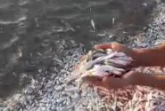 علت تلف شدن تعداد زیادی ماهی در ساحل گناوه بررسی می شود